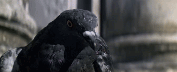MoonRaker Pigeon