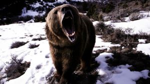Angry Bear