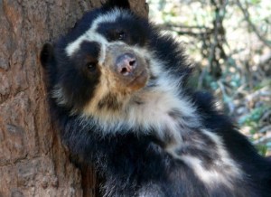 Actual spectacled bear from Peru.